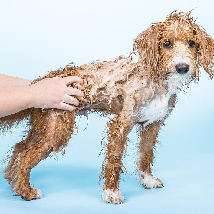 Ethique sale dog shampoo