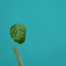 Ethique Lip Balm Pepped Up - Peppermint 9g