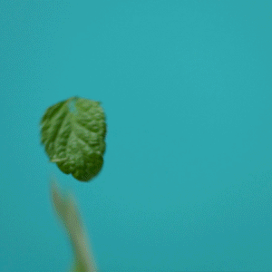 Ethique Lip Balm Pepped Up - Peppermint 9g